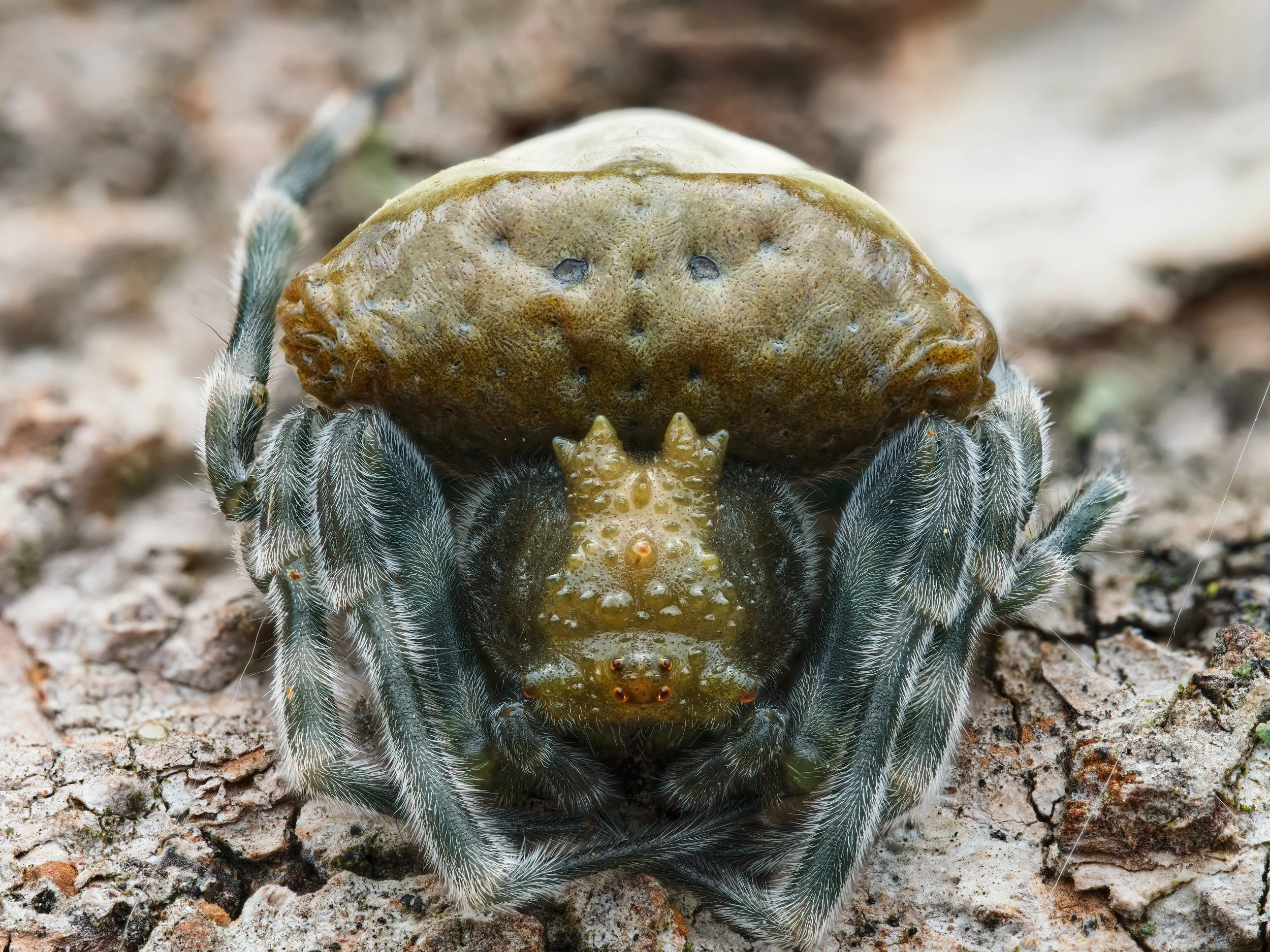 トップス spider Spiders — AlexMckPhotography